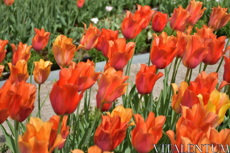 PHOTO Springtime Tulips Blooming