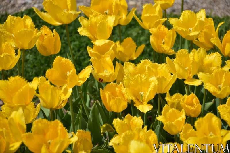 PHOTO Sunlit Yellow Tulip Garden