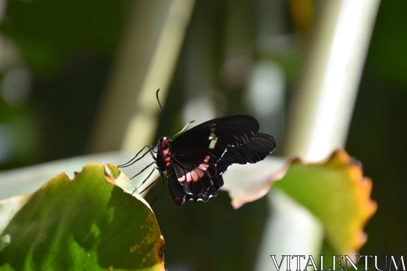 Butterfly with Red and White Markings Free Stock Photo