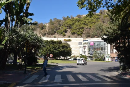 Pedestrian Strolls Through Palm-Lined Street