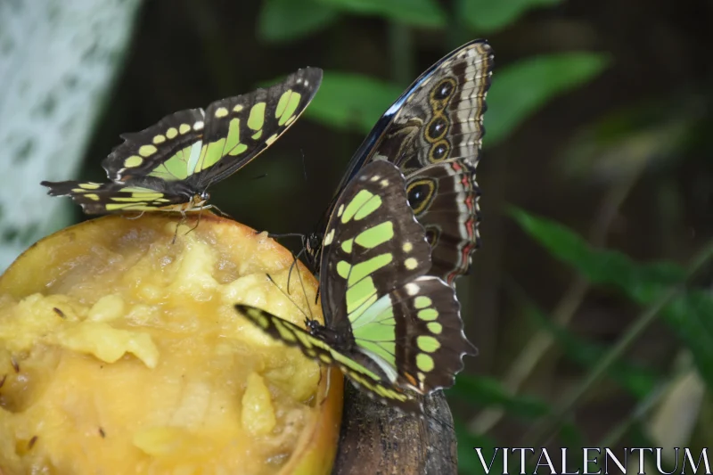 PHOTO Butterflies on Fruit