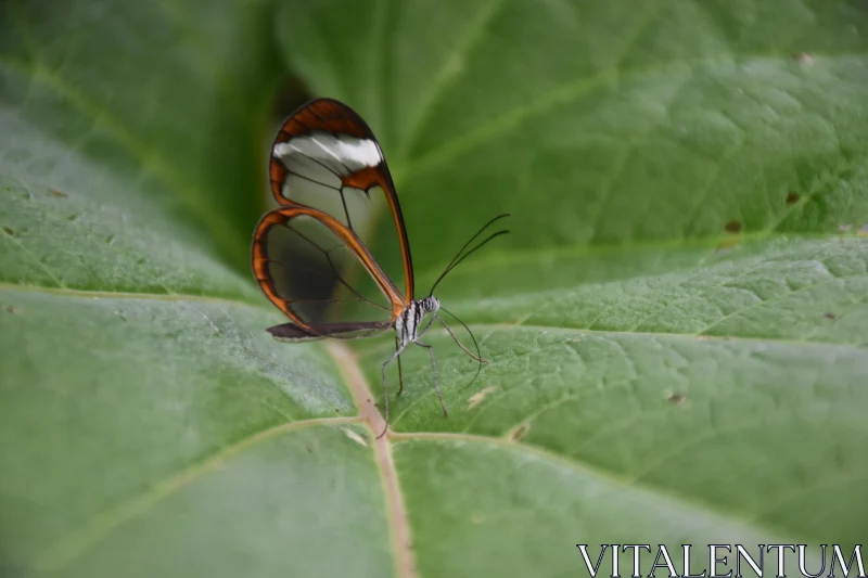 PHOTO Transparent Wings in Nature