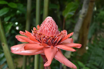 Red Torch Ginger Flower Close-Up