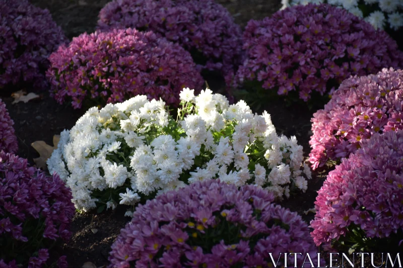 PHOTO Blossoming Chrysanthemums in a Garden