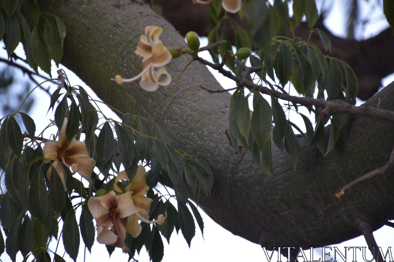 PHOTO Elegance of Nature in Bloom