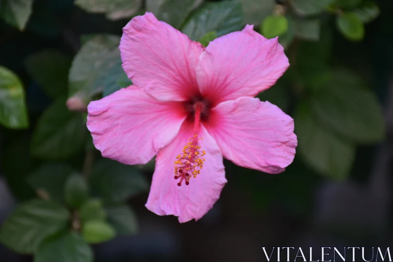 Vivid Hibiscus Flower Free Stock Photo