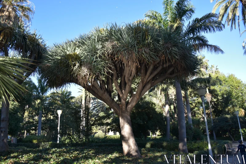 PHOTO Majestic Dragon Tree in Sunlit Park