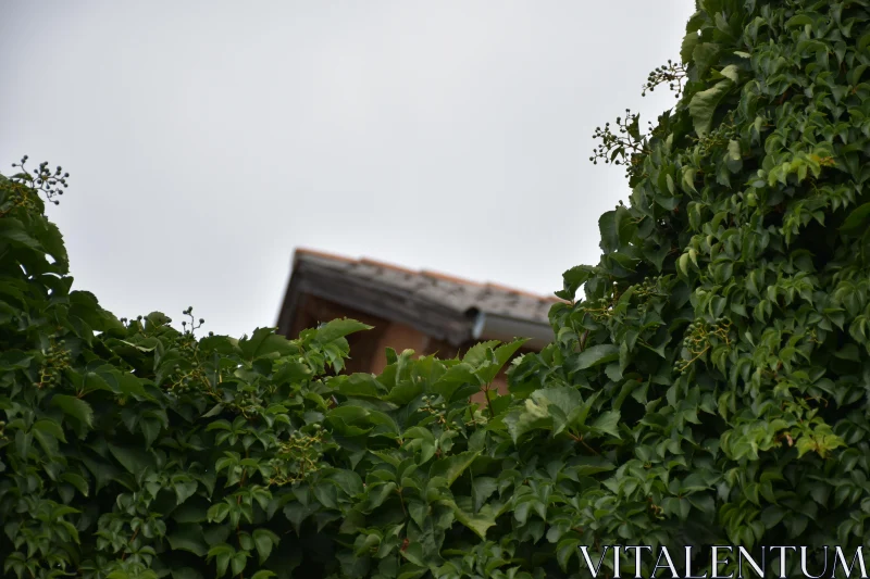 PHOTO Rustic Roof Beneath Green Ivy