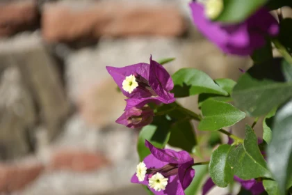 Purple Blooms Against Brick