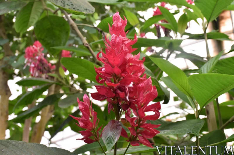 PHOTO Red Blossom with Green Leaves