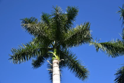 Tropical Palm Tree Silhouetted in Sunshine