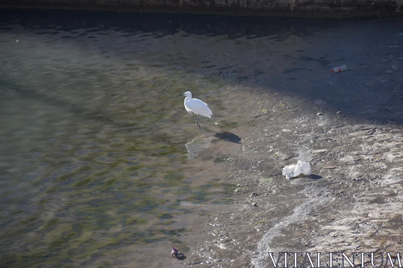 PHOTO Egret Amidst Urban Waters