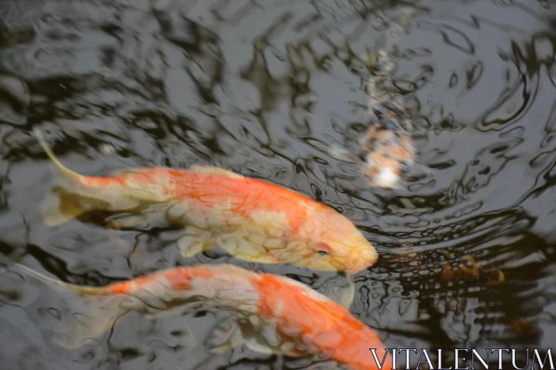 PHOTO Koi Fish and Water Ripples