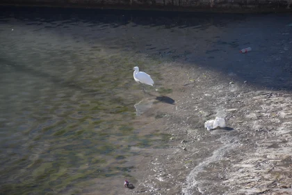 Egret Amidst Urban Waters