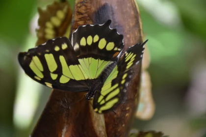 Close-up of a Green and Black Butterfly