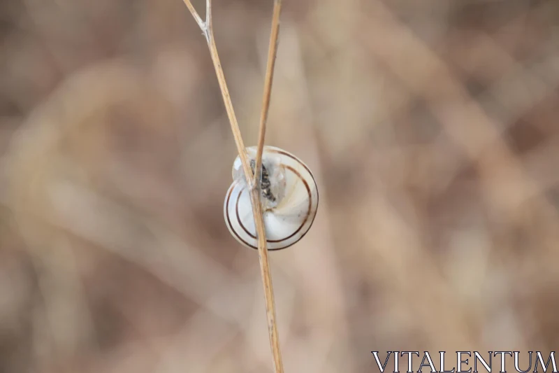 Snail Shell Macro Photography Free Stock Photo