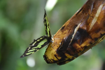 Butterfly and Banana Encounter