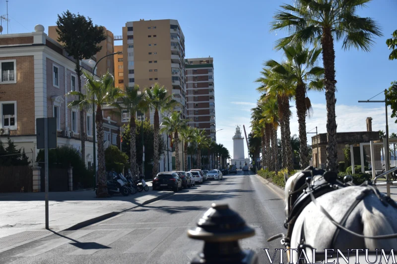 PHOTO Malaga Urban Scene with Palm-Lined Street