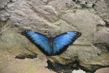 Blue Butterfly Rests Peacefully on Wall