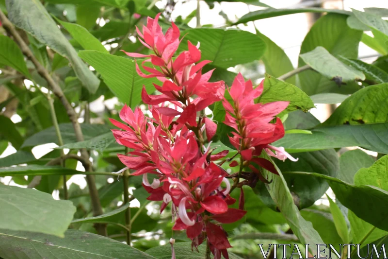 PHOTO Red Blossoms Amidst Green Leaves