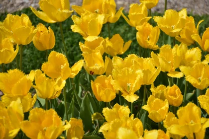 Sunlit Yellow Tulip Garden