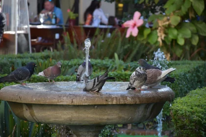 Birds Enjoying the Fountain