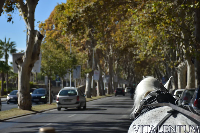 Autumn Street Scene with Horse Carriage Free Stock Photo