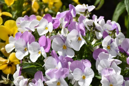 Colorful Spring Pansy Blooms