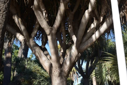 Nature's Artistry: Tree and Shadows