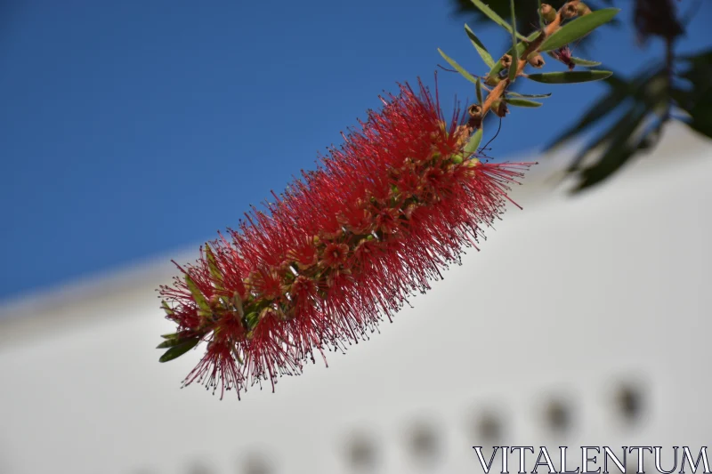 Bottlebrush Blossom Free Stock Photo