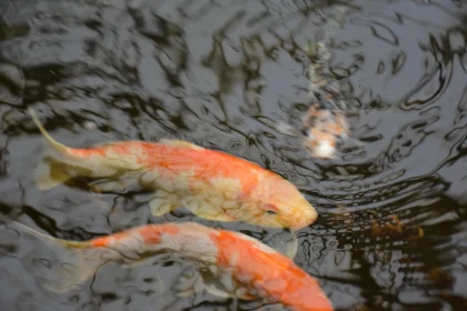 Koi Fish and Water Ripples