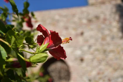 Vibrant Red Hibiscus Flower