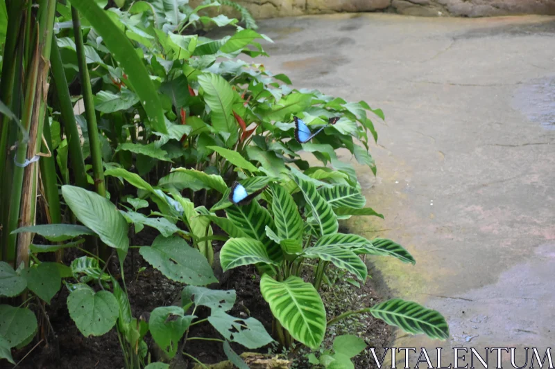 PHOTO Tropical Garden Butterflies