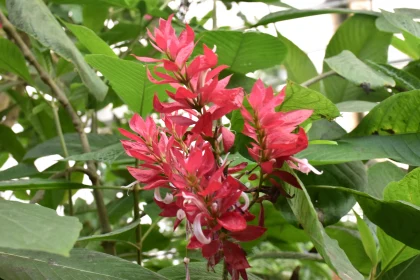 Red Blossoms Amidst Green Leaves