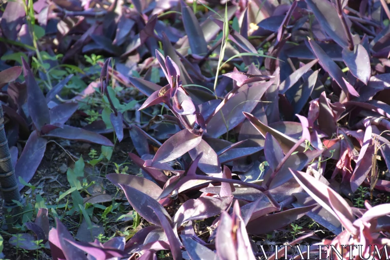 PHOTO Sunlit Purple Garden Foliage