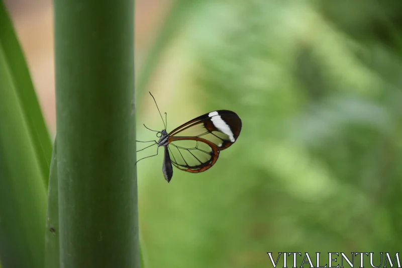 PHOTO Transparent Butterfly in Nature