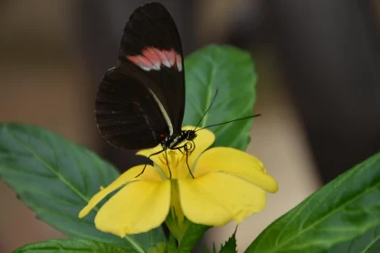 Delicate Butterfly and Yellow Blossom