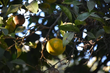 Sunlit Citrus on Tree