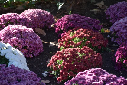 Sunlit Garden Chrysanthemums