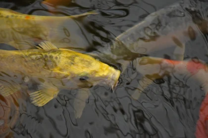 Peaceful Koi Swimming