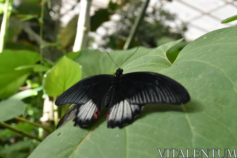 Tropical Black Butterfly Free Stock Photo