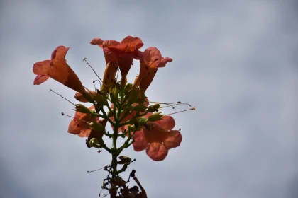 Orange Flowers and Cloudy Sky