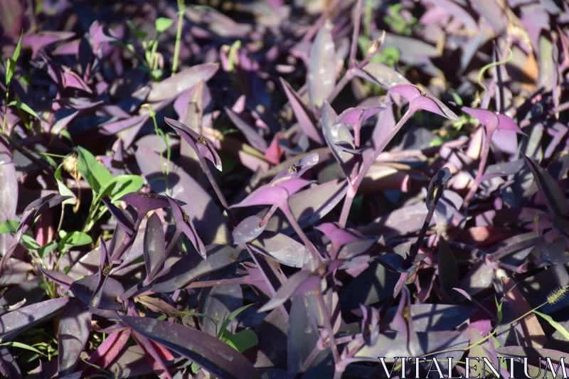 PHOTO Sunlit Purple Leaves in Garden