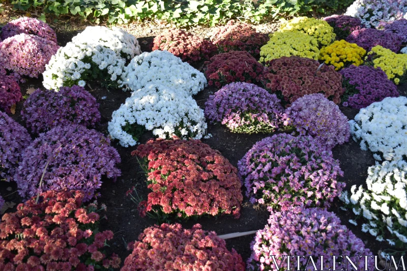 PHOTO Garden of Chrysanthemums