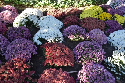 Garden of Chrysanthemums