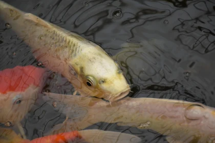 Serene Koi Fish Reflections