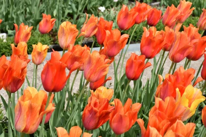 Vibrant Spring Tulips