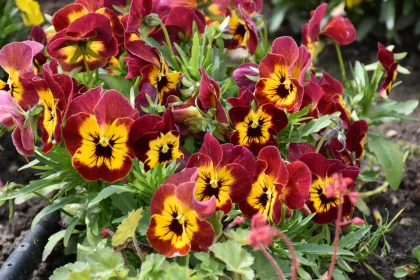 Colourful Pansy Cluster