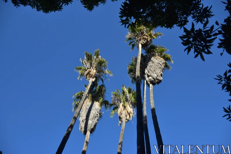 PHOTO Silhouetted Palms in Tropical Serenity