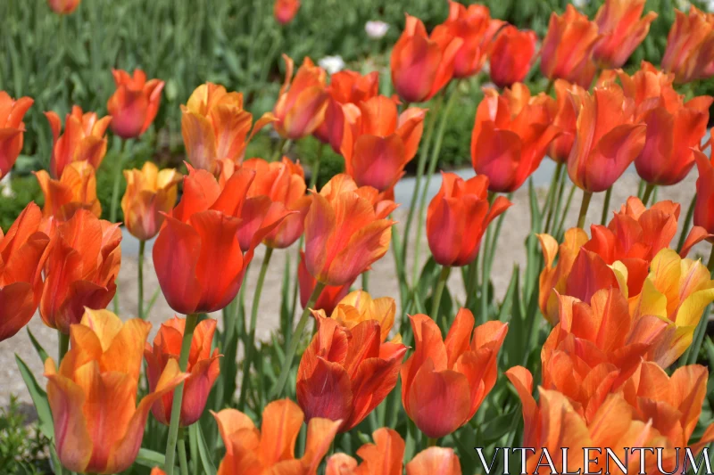 PHOTO Radiant Tulip Blossoms